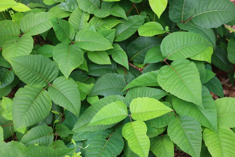 Plants allergy